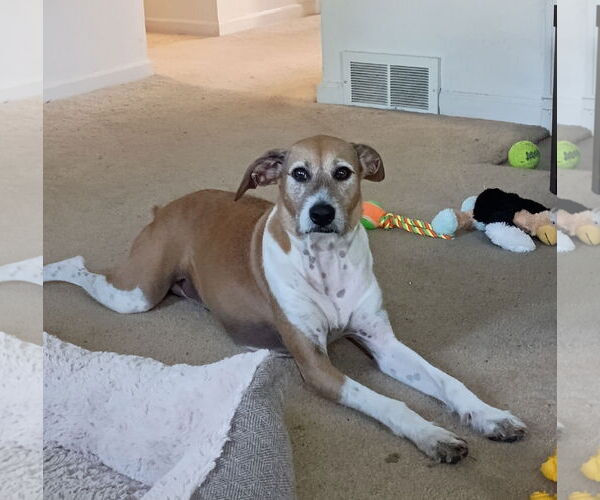 Medium Photo #9 Mutt Puppy For Sale in Pittsburgh, PA, USA