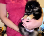 Small #3 Pomeranian