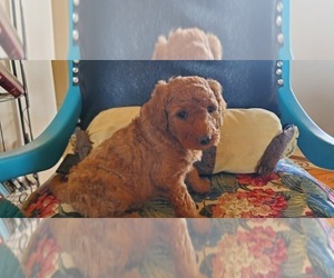Goldendoodle Puppy for sale in WITTMANN, AZ, USA