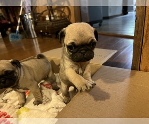 Pug Puppy for sale in SQUAW VALLEY, CA, USA