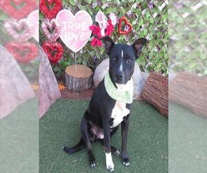 Mutt Dogs for adoption in Oklahoma City, OK, USA