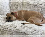 Small #9 Black Mouth Cur-Pug Mix