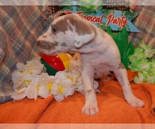 Medium Photo #31 Great Dane Puppy For Sale in SPRAGGS, PA, USA
