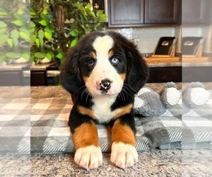 Bernese Mountain Dog Puppy for sale in INDIANAPOLIS, IN, USA