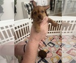 Small Photo #4 Chiweenie Puppy For Sale in PURCELLVILLE, VA, USA