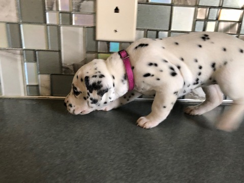 Medium Photo #2 Dalmatian Puppy For Sale in ASHEBORO, NC, USA
