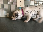 Small Photo #2 Dalmatian Puppy For Sale in ASHEBORO, NC, USA