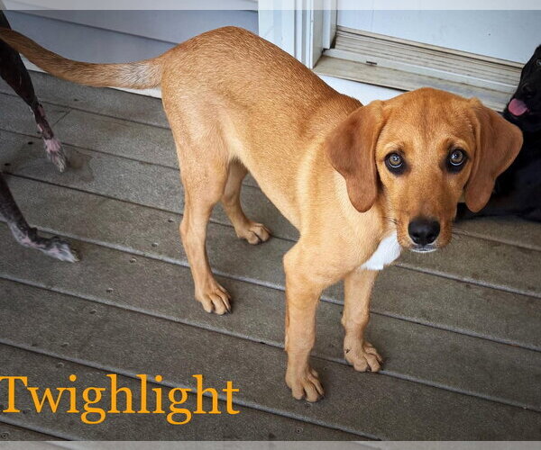 Medium Photo #2 Redbone Coonhound-Unknown Mix Puppy For Sale in pomfret, CT, USA