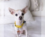 Small Photo #2 Chihuahua-Unknown Mix Puppy For Sale in Fargo, ND, USA