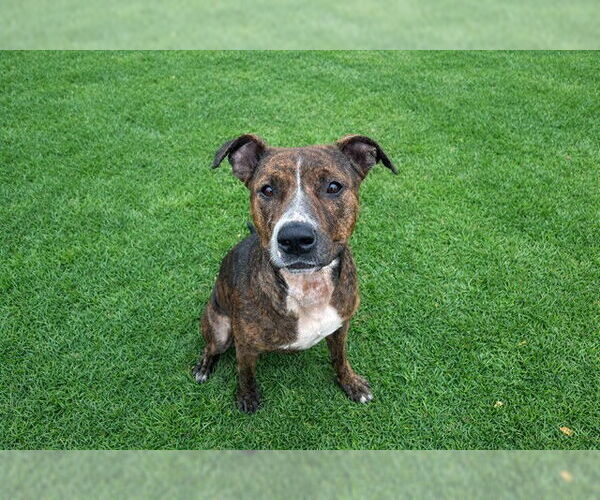 Medium Photo #2 American Pit Bull Terrier-Plott Hound Mix Puppy For Sale in Ocala, FL, USA