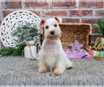 Small #6 Schnauzer (Miniature)