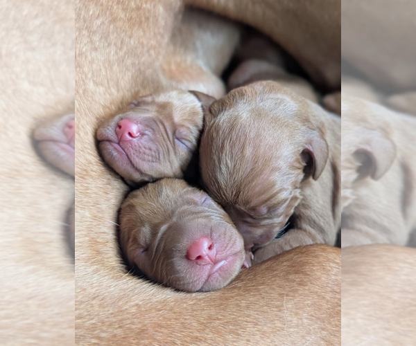 Medium Photo #1 Vizsla Puppy For Sale in KIESTER, MN, USA