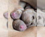 Small Vizsla