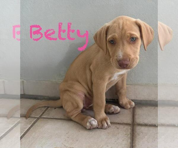 Medium Photo #1 Labrador Retriever-Unknown Mix Puppy For Sale in Jefferson, NJ, USA