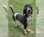 Small #1 Poodle (Standard)