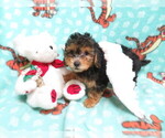 Small Photo #3 Maltipoo Puppy For Sale in HARTVILLE, MO, USA