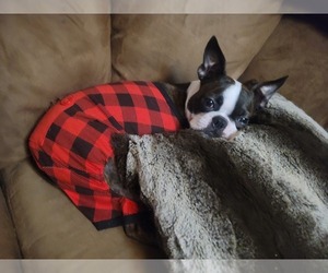Boston Terrier Puppy for sale in DUNKIRK, MD, USA