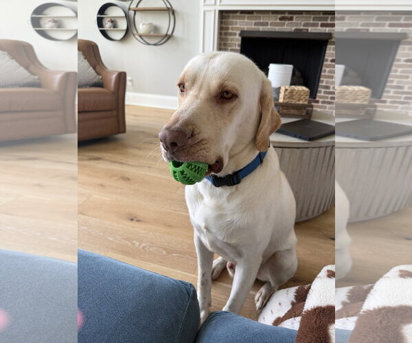 Medium Photo #6 Labrador Retriever Puppy For Sale in McKinney, TX, USA