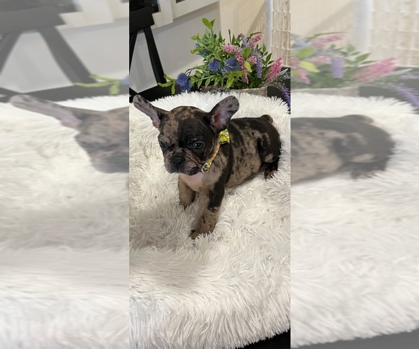 Medium Photo #2 English Bulldogge Puppy For Sale in LA PUENTE, CA, USA