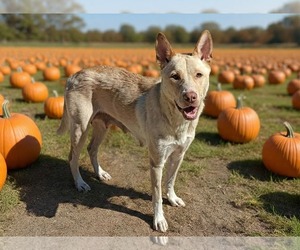 Chloe - Male Siberian Husky-Unknown Mix Dog for Adoption - Photo #3