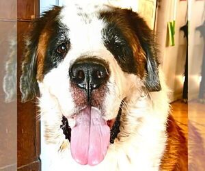 Saint Bernard Dogs for adoption in Vail, AZ, USA