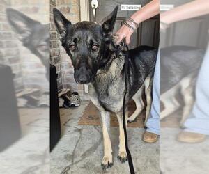 Mutt Dogs for adoption in San Antonio, TX, USA