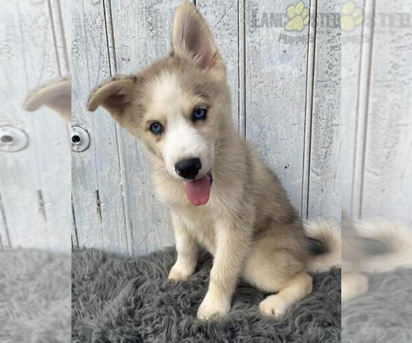 Medium Photo #3 Pomsky Puppy For Sale in LOUISVILLE, KY, USA