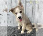 Small Photo #3 Pomsky Puppy For Sale in LOUISVILLE, KY, USA