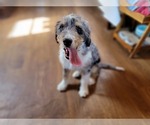 Small #7 Bernedoodle (Miniature)