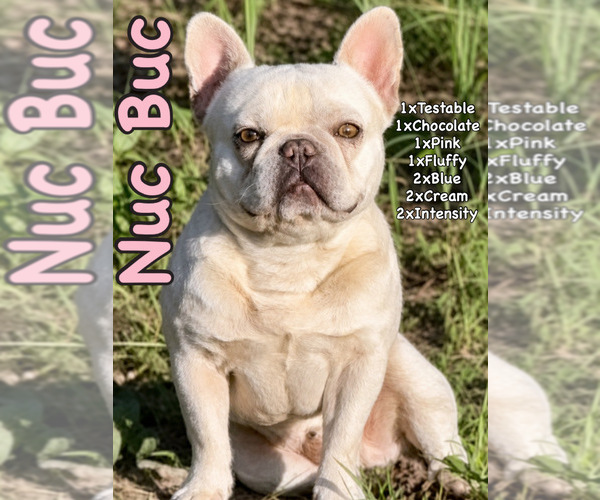 Medium Photo #1 French Bulldog Puppy For Sale in HUNTSVILLE, TX, USA