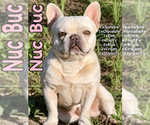Small Photo #1 French Bulldog Puppy For Sale in HUNTSVILLE, TX, USA