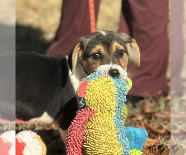 Medium Photo #3 Australian Shepherd-Unknown Mix Puppy For Sale in Yardley, PA, USA