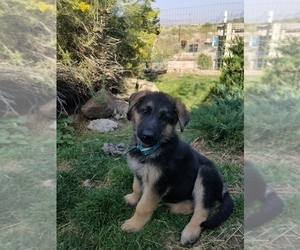 German Shepherd Dog Puppy for sale in WILLIAMSBURG, CO, USA