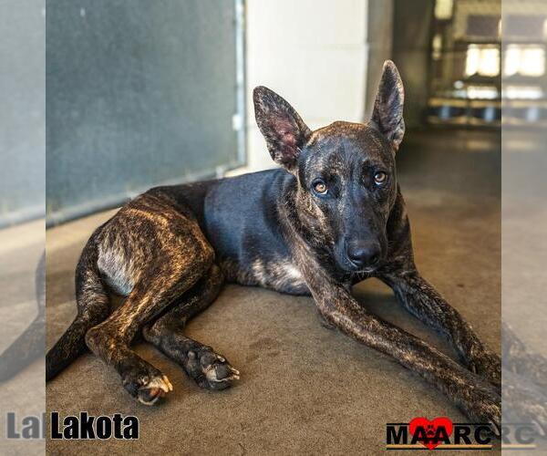 Medium Photo #1 Holland Shepherd-Unknown Mix Puppy For Sale in Maryville, TN, USA
