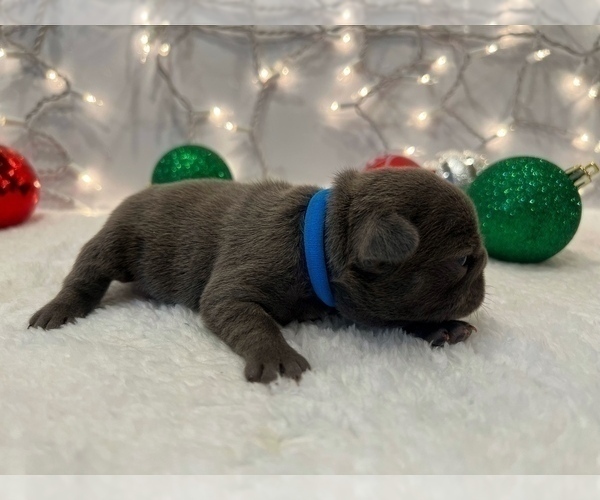 Medium Photo #5 French Bulldog Puppy For Sale in FLEMING ISLAND, FL, USA