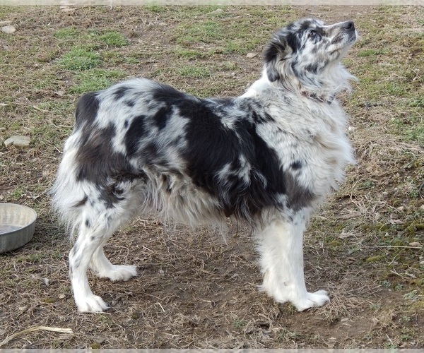 Medium Photo #1 Australian Shepherd Puppy For Sale in CANTON, OH, USA