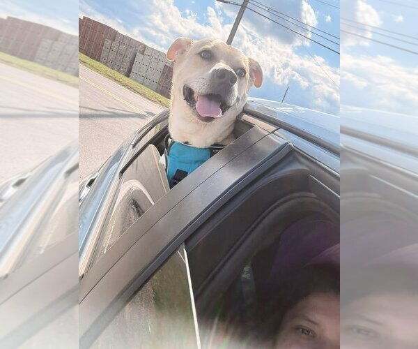 Medium Photo #2 Mutt Puppy For Sale in Martinsburg, WV, USA