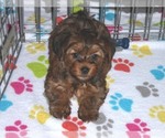 Small Photo #17 Yorkshire Terrier Puppy For Sale in ORO VALLEY, AZ, USA