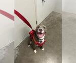 Small American Pit Bull Terrier