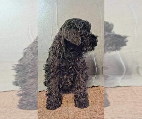 Medium Photo #9 Schnauzer (Miniature) Puppy For Sale in Hatvan, Heves, Hungary