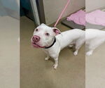 Small American Pit Bull Terrier