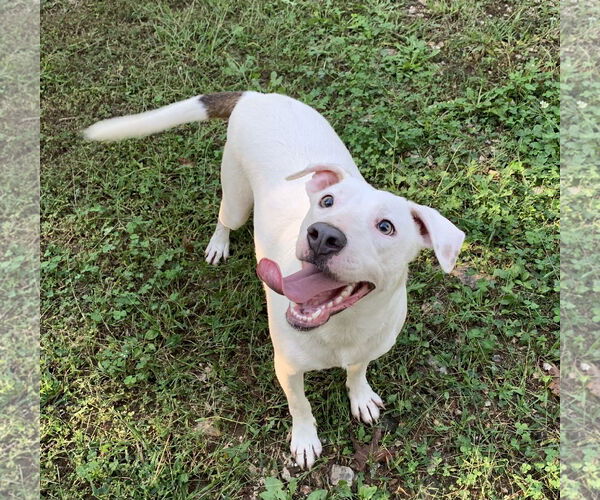 Medium Photo #1 Labrador Retriever-Unknown Mix Puppy For Sale in Harrison, AR, USA