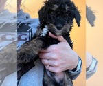 Small Photo #18 Bernedoodle Puppy For Sale in REYNOLDSBURG, OH, USA