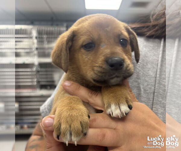 Medium Photo #1 Mutt Puppy For Sale in Washington, DC, USA