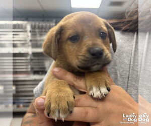 Mutt Dogs for adoption in Washington, DC, USA