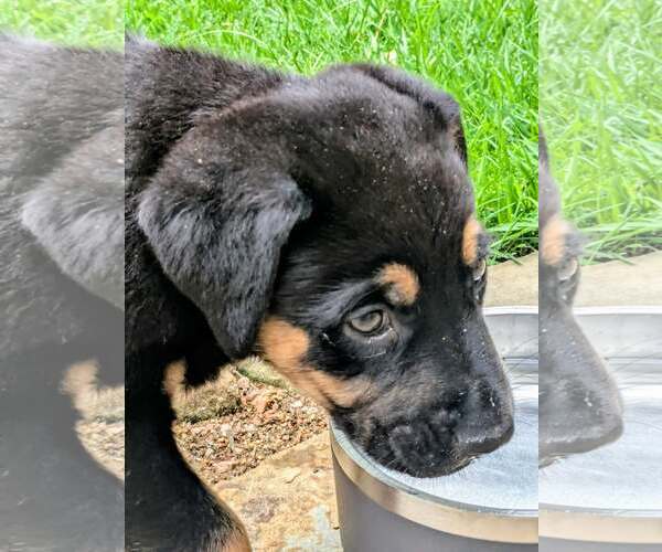 Medium Photo #5 Labrador Retriever-Unknown Mix Puppy For Sale in The Woodlands, TX, USA