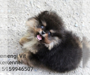 Pomeranian Puppy for sale in Yaroslavl, Jaroslavl, Russia
