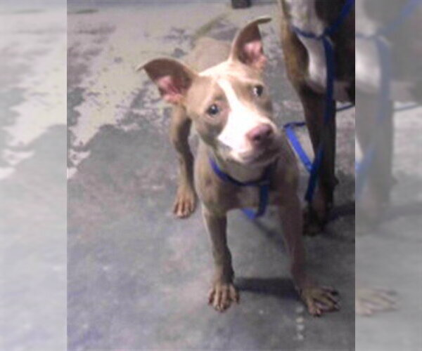Medium Photo #1 American Staffordshire Terrier Puppy For Sale in Tallahassee, FL, USA