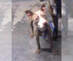 Small American Staffordshire Terrier