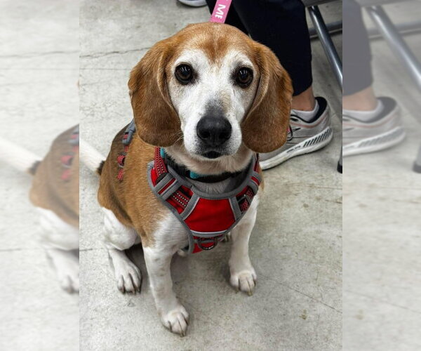 Medium Photo #1 Beagle-Unknown Mix Puppy For Sale in Fairfax, VA, USA
